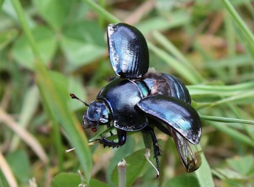 Anoplotrupes stercorosus